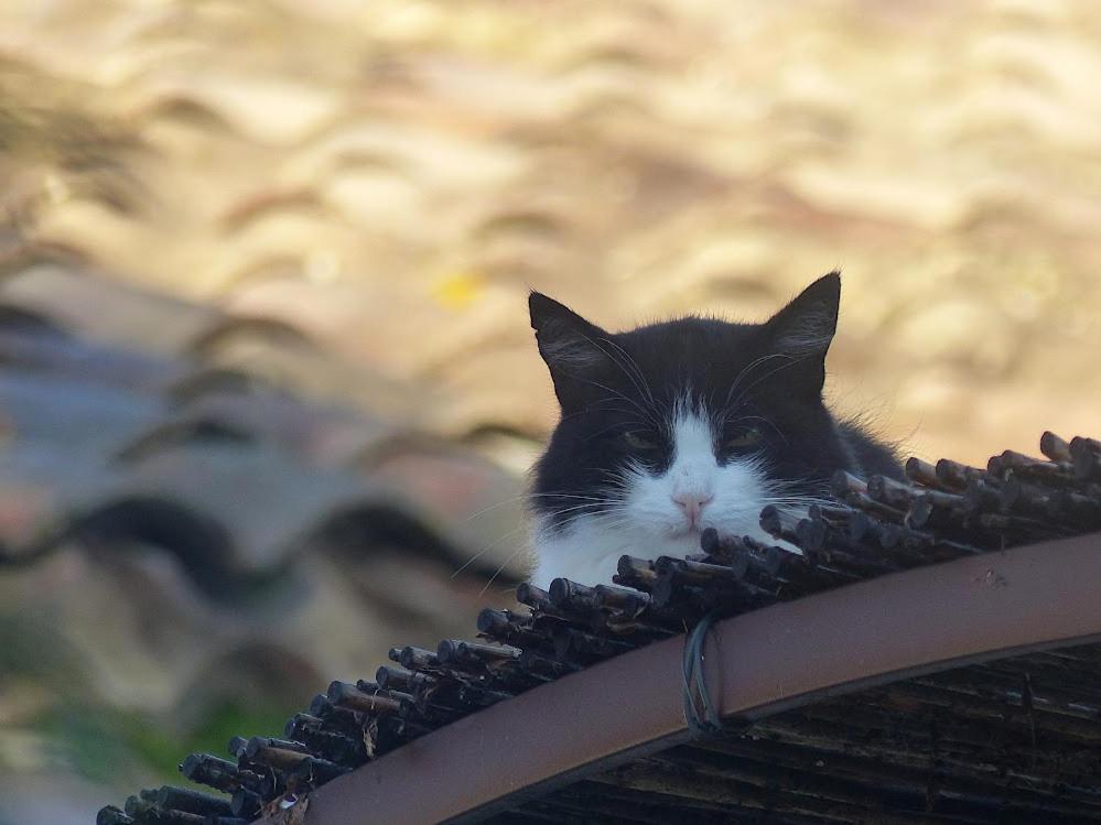 Le Chat Sur Le Toit Lourmarin Eksteriør billede