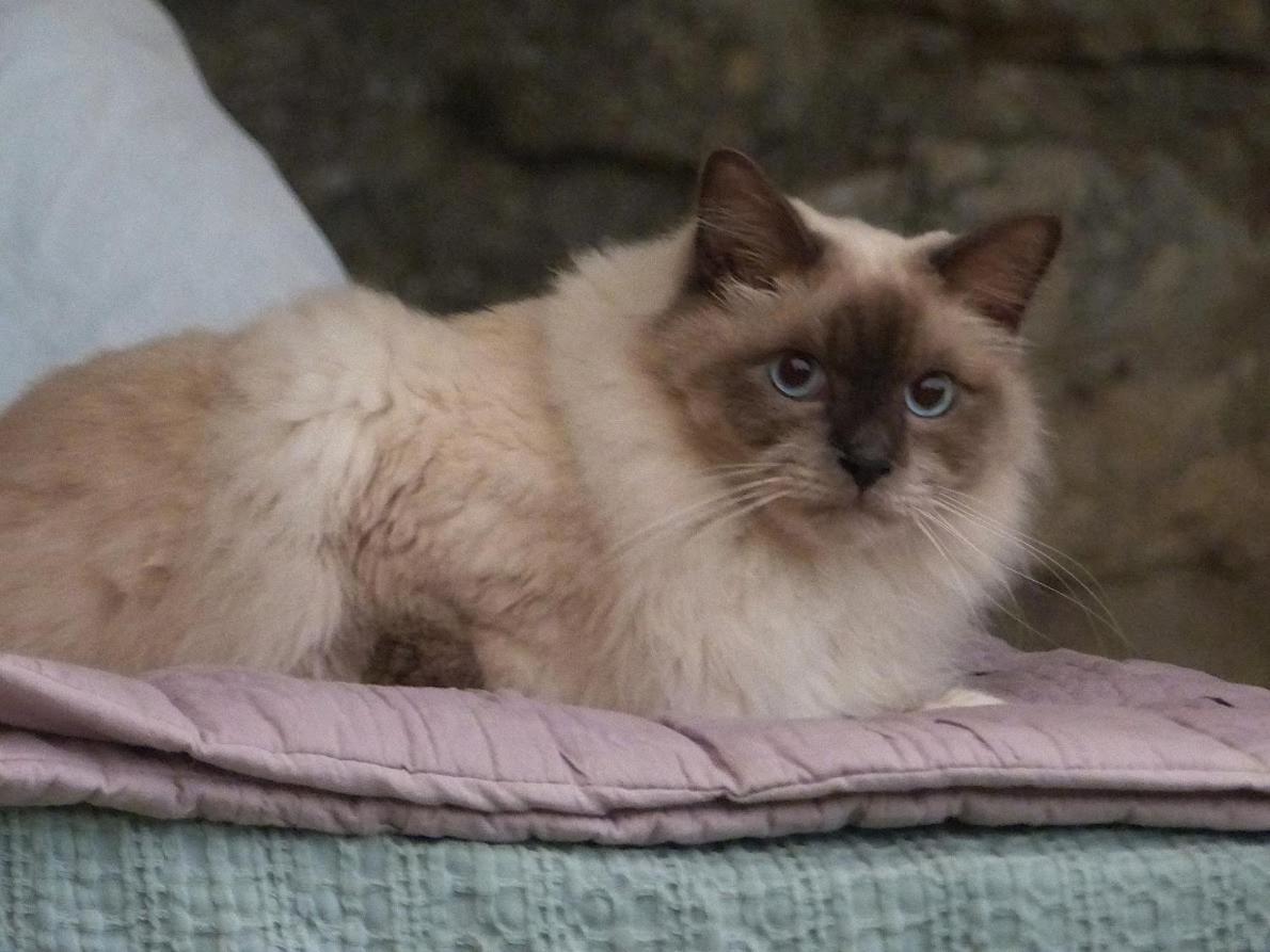 Le Chat Sur Le Toit Lourmarin Eksteriør billede